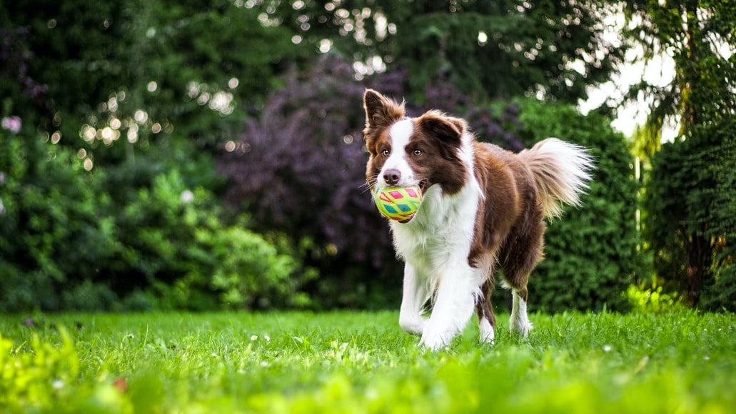 Puppy Dog Training Cost In 2022 K9aholics Dog Training