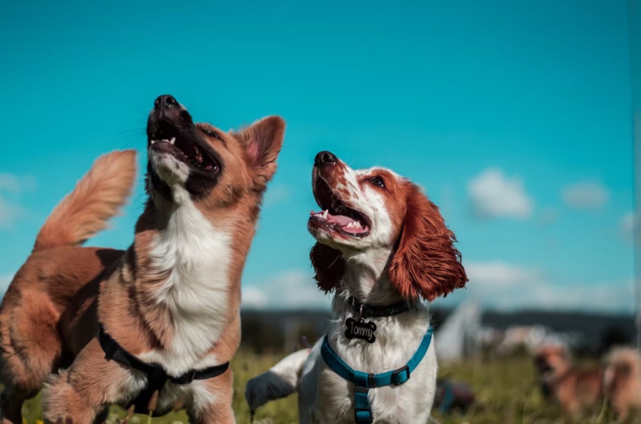 dog training in northern virginia
