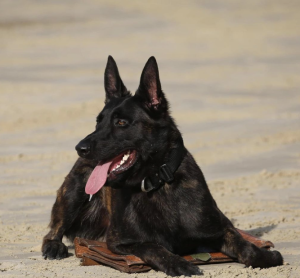 Board and Train Programs for Stress‑Free Holiday Travel