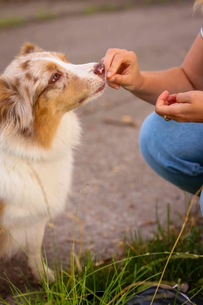 A Virginia Beach, VA dog training expert helps a dog overcome obedience problems by addressing common dog training mistakes, ensuring better behavior and communication.