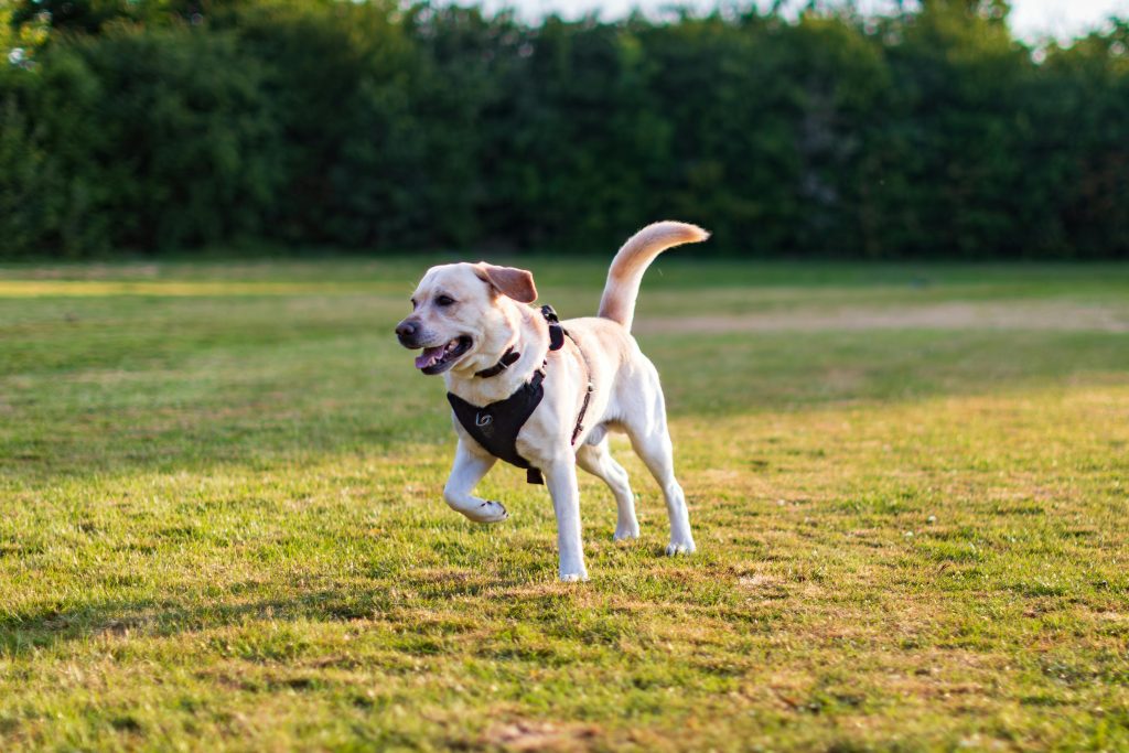 Happy puppies learning sit and stay at K9aholics puppy training classes in Virginia Beach. Early obedience and socialization through positive reinforcement.