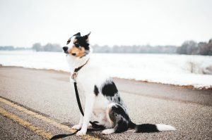 Image showing a well-behaved dog in a public setting, illustrating the success of a board and train program in Norfolk VA. The program helps dogs learn obedience, socialization, and good manners.