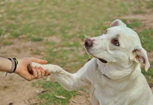 Dog in Virginia Beach learning obedience during professional day training session with certified trainer