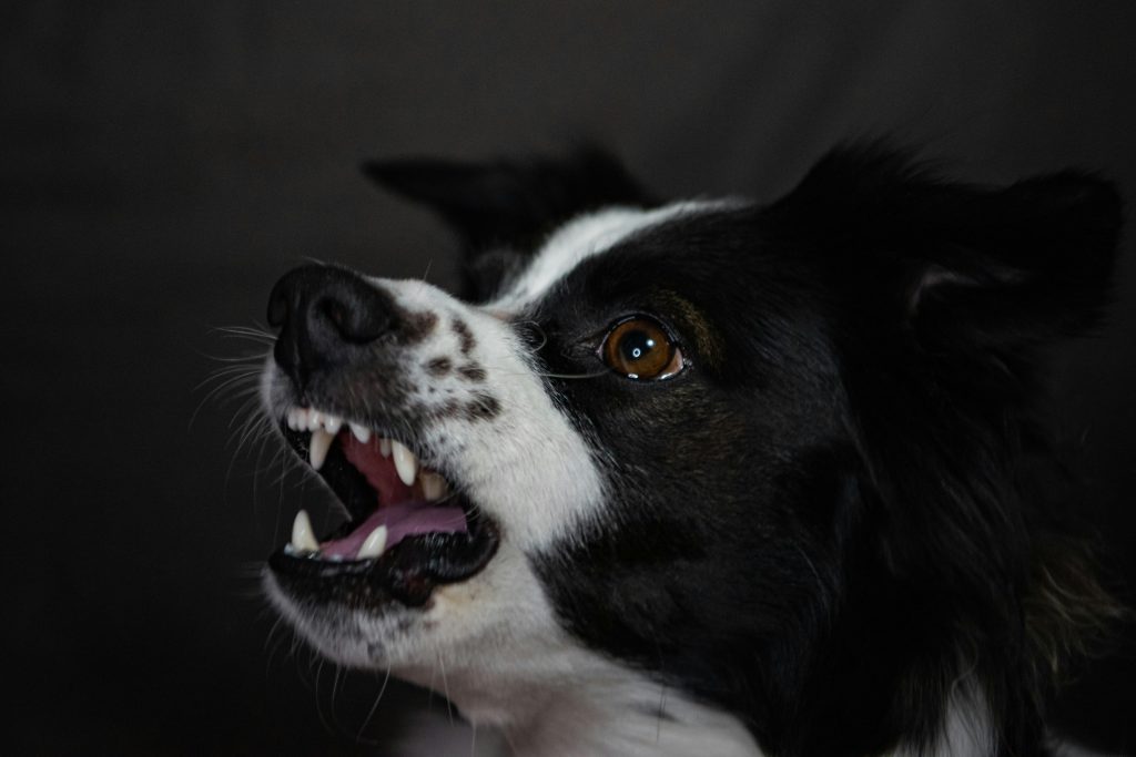 Trainer demonstrating dog body language Norfolk, showing calm posture and soft cues to explain effective training and obedience techniques.