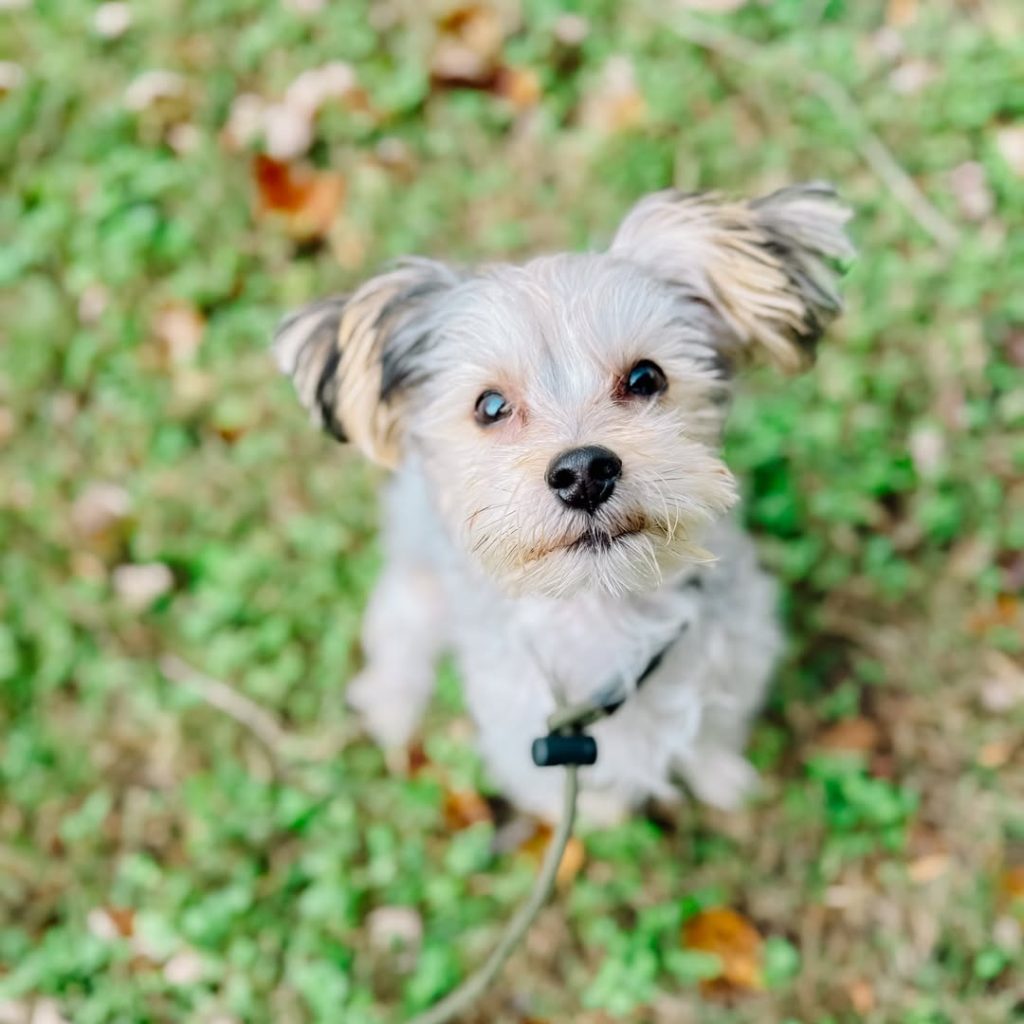 Building Confidence in Your Dog