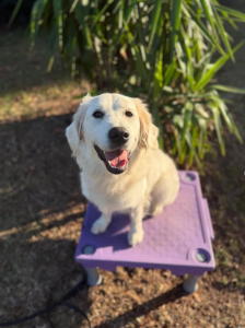 Norfolk Board & Train: How Spring Enhances Your Dog’s Progress and Training Benefits