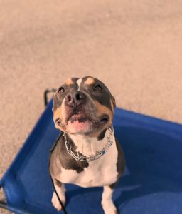 Stop Puppy Biting Early: Virginia Beach Training Tips