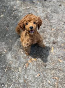 The First 30 Days of Puppy Training That Matter Most