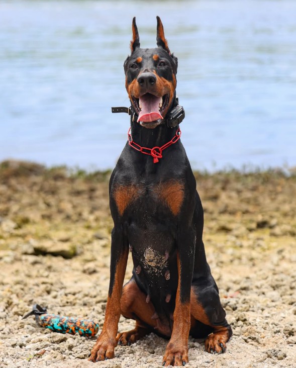 The Biggest Puppy Obedience Myths in Norfolk