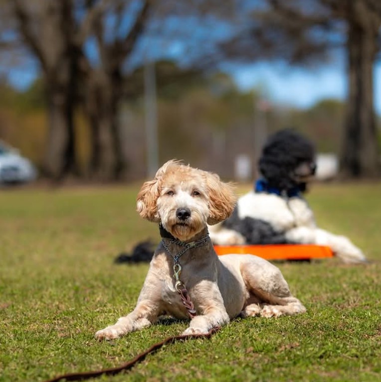 Puppies usually ignore commands because they are distracted, confused, insufficiently practiced, overly excited, or unable to connect the cue with the expected behavior in that particular environment. The solution is not to keep repeating the command. Owners should simplify the exercise, improve timing and consistency, reduce competing distractions, and help the puppy practice the behavior successfully in different situations. At K9aholics, we provide puppy training and other professional dog training options for owners in Norfolk, Virginia Beach, and verified surrounding service areas. Our programs include puppy training, day training, private training, board and train, and behavior modification, allowing owners to discuss different levels of structure and professional support. Before deciding that a puppy is refusing to cooperate, it is important to identify what is interfering with the response. Your Puppy May Not Understand the Command Yet Hearing a word several times does not automatically give that word meaning. A puppy learns a cue by connecting it with a specific action and a consistent outcome. Consider the command “come.” An owner may use it when asking the puppy to move across the room, return from the yard, stop investigating an object, or follow during a walk. Those situations feel similar to the person, but they may look completely different to an inexperienced puppy. The puppy may also be responding to body language rather than the verbal cue. If the owner always bends forward, pats their legs, and says “come,” the puppy might be following the movement instead of understanding the word. To test comprehension, owners can ask whether the puppy can perform the behavior: Without a visible hand movement In more than one room When the owner is standing in a different position From a slightly greater distance With a mild distraction present If the response disappears when one small detail changes, the behavior probably needs more practice. The Environment May Be Too Distracting A puppy’s attention can shift quickly toward movement, smells, sounds, people, animals, food, or unfamiliar objects. A command that works in an empty room may fail when the puppy is watching another dog or investigating a new scent. This is not unusual. It means the difficulty of the environment exceeds the puppy’s current level of training. Owners can make the exercise easier by: Increasing distance from the distraction Moving to a quieter location Asking for a simpler behavior Shortening the amount of time the puppy must focus Using a more meaningful reward Practicing after the puppy has had an opportunity to settle Training around distractions should be gradual. The American Kennel Club advises building a dog’s ability to focus rather than expecting immediate attention in unpredictable environments. Owners should avoid allowing a puppy to rehearse unsafe off-leash behavior while testing whether a command will work. Recall practice should occur in a secure environment with appropriate management. The Cue May Have Become Background Noise When a command is repeated continuously, the puppy may learn that responding is not required after the first word. An owner might say: “Come. Come here. Come on. Come. Let’s go. Come!” The puppy hears several words, tones, and versions of the request. When the puppy eventually approaches, it may be unclear which cue led to the behavior. A better approach is to: Use one clearly chosen cue. Say it once. Allow the puppy time to process it. Help the puppy succeed at an easier level when necessary. Reward the correct response promptly. If the puppy does not respond, repeating the cue louder is unlikely to solve a lack of understanding. The owner should instead examine the environment, the puppy’s attention, and how well the behavior has been taught. Different Family Members May Be Using Different Rules Puppies struggle when household communication changes from person to person. One person may allow jumping while another discourages it. One may say “off” for getting off furniture, while another uses “down.” Someone may reward the puppy for approaching after a recall cue, while another immediately ends play or performs an activity the puppy dislikes. Consistency does not mean every interaction must be identical. It means the puppy should receive a predictable message about important behaviors. Families can improve communication by agreeing on: The word used for each command The behavior that completes the command When rewards will be given Which household boundaries apply How greetings will be handled What to do when the puppy is unsuccessful K9aholics states that its trainers work alongside owners, dogs, and family members to reinforce behavior patterns and create a foundation for future training. The Puppy May Be Practicing the Opposite Behavior Behavior becomes more familiar through repetition, whether owners intend to teach it or not. A puppy that repeatedly pulls toward interesting smells is practicing pulling. A puppy that jumps and receives immediate attention is learning that jumping starts an interaction. A puppy that runs away while the family chases may begin treating recall as a game. Owners can address this by managing the environment and making the desired behavior easier to perform. For example, rather than waiting for a puppy to become highly excited at the door, an owner can practice calm behavior when nobody is arriving. Instead of testing recall when the puppy is fully engaged with a major distraction, the owner can practice short, successful repetitions indoors. The aim is to increase repetitions of the behavior the owner wants and reduce opportunities to rehearse the unwanted alternative. The Reward May Arrive Too Late Timing helps a puppy identify which action earned the reward. When several behaviors occur between the command and the reward, the puppy may form the wrong association. Suppose an owner asks for a sit. The puppy sits, stands up, jumps, and then receives attention. From the puppy’s perspective, jumping may have been the behavior that worked. Owners should acknowledge the desired response as it happens. Rewards may include food, play, praise, access to an activity, or another outcome the puppy values, depending on the situation and the training plan. Professional instruction can help owners improve their timing and determine how reinforcement fits into a broader training plan. The Puppy May Be Tired or Overstimulated Puppies cannot maintain concentration indefinitely. A puppy that has been playing, meeting visitors, exploring a new environment, or experiencing a busy day may have difficulty processing another request. Signs that the exercise may need to end include: Wandering away repeatedly Grabbing the leash or clothing Becoming increasingly mouthy Responding more slowly Losing interest in a previously useful reward Switching rapidly between activities Having difficulty settling Continuing to demand responses after the puppy has stopped learning can create frustration. A brief pause, rest period, or easier exercise may be more productive. Training does not need to be exhausting to be useful. Several successful repetitions are often more valuable than continuing until the puppy repeatedly fails. The Command Has Not Been Practiced in Real Life Owners sometimes separate “training time” from daily life so completely that the puppy never learns when the command matters. A sit practiced only before receiving a treat may not transfer automatically to greetings. A recall practiced only across the kitchen may not work in a yard. Loose-leash skills practiced only in a quiet area may disappear near people or dogs. Owners should gradually incorporate familiar behaviors into ordinary routines. Before Walks Ask for a manageable moment of calm before attaching the leash or opening the door. During Meals Practice a simple behavior before placing the food down, provided the puppy can remain comfortable and successful. During Play Pause briefly, request a familiar response, reward it, and return to the activity. Around Mild Distractions Reinforce attention while the puppy notices something interesting from a manageable distance. During Quiet Time Acknowledge calm choices rather than noticing the puppy only when unwanted behavior occurs. Real-life practice helps the puppy understand that commands are relevant beyond a formal exercise. The Puppy May Associate the Command With Something Unpleasant A recall cue can lose value when it consistently ends an enjoyable activity. For example, if “come” always means playtime is over, the puppy may become reluctant to approach. Owners should create positive repetitions in which responding does not always remove access to something enjoyable. A puppy can be called, rewarded, and then released to continue an appropriate activity. Owners should also avoid punishing a puppy after it finally responds. Even when the puppy took too long, punishment upon arrival can create a negative association with approaching the owner. The puppy should learn that responding is safe, clear, and worthwhile. When Ignoring Commands May Need More Than Practice Most command problems are related to training history, distractions, or unclear communication. However, owners should pay attention to sudden or unusual changes. A puppy that previously responded reliably but suddenly stops may be experiencing discomfort, illness, injury, changes in hearing or vision, or another issue that requires veterinary attention. Training should not be treated as a replacement for veterinary care. Professional evaluation is also appropriate when ignored commands occur alongside: Reactions that could create a bite risk Intense guarding of food or objects Repeated attempts to escape Behavior that may appear fearful Difficulty recovering after encountering a trigger Reactions around children or other vulnerable individuals Owners should not physically confront a dog, punish growling, intentionally trigger a reaction, or ask a child to manage difficult behavior. The ASPCA recommends seeking qualified professional help for behavior concerns rather than relying only on general advice from unverified sources. A Step-by-Step Plan for Improving Command Response Owners can use the following framework to rebuild a command that has become unreliable. Step 1: Confirm the Meaning Return to a quiet area and verify that the puppy understands the cue. Step 2: Make the Goal Specific Define exactly what the puppy should do. For example, decide whether “come” means moving toward the owner or coming all the way to a specific position. Step 3: Reduce the Difficulty Shorten the distance, remove distractions, or decrease the required duration. Step 4: Reinforce Successful Responses Reward the puppy promptly when the correct behavior occurs. Step 5: Change One Variable Increase either distance, duration, or distraction rather than making the entire exercise harder at once. Step 6: Practice in Multiple Locations Move gradually from one room to another, then to secure outdoor environments and more realistic situations. Step 7: Review Household Consistency Ensure that everyone uses the same cue and expects the same response. Step 8: Seek Professional Guidance When progress stalls or safety concerns are present, professional dog training can provide more individualized support. Frequently Asked Questions Is my puppy ignoring me on purpose? It is more useful to evaluate confusion, distraction, training history, motivation, and the difficulty of the environment than to assume deliberate defiance. Puppies often fail to respond because the command is not yet reliable under those conditions. Why does my puppy respond only when I have food? The puppy may have learned to follow the visible reward rather than the verbal cue. Owners can work on making the cue clearer and using reinforcement strategically instead of displaying the reward before every request. Should I repeat a command when my puppy does not respond? Repeatedly saying the command can weaken its meaning. Use the cue once, assess why the puppy was unsuccessful, and make the next repetition easier or clearer. Can professional puppy training improve focus? Structured training may help owners build clearer communication, better timing, and more appropriate practice around distractions. Results depend on the puppy, owner participation, consistency, health, development, and other individual factors. What puppy training services does K9aholics offer? K9aholics offers a puppy training program and also lists private training, day training, board and train, and behavior modification among its professional services. The team can provide current program information through its contact form or phone consultation process. Help Your Puppy Respond More Reliably When puppies ignore commands, the answer is rarely to become louder or repeat the same request more often. Clear cues, manageable practice, timely reinforcement, household consistency, and gradual work around distractions give the puppy a better opportunity to understand and respond. If you are trying to understand why your puppy ignores commands, we can discuss the skills you are working on and the situations in which communication breaks down. Contact K9aholics to explore our puppy training and professional dog training options for Norfolk-area owners.