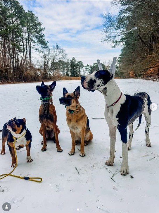 Behavior Flags Norfolk Dog Owners Should Watch After Winter: Key Signs for Pet Health and Safety