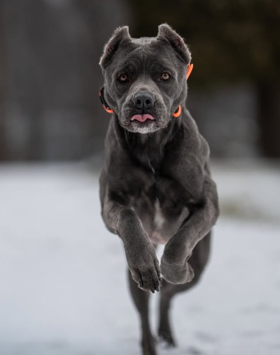 Common Aggression Triggers in Dogs and How to Address Them with Training Tips