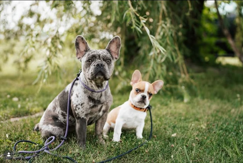 Dog Aggression Toward Other Dogs: What to Do