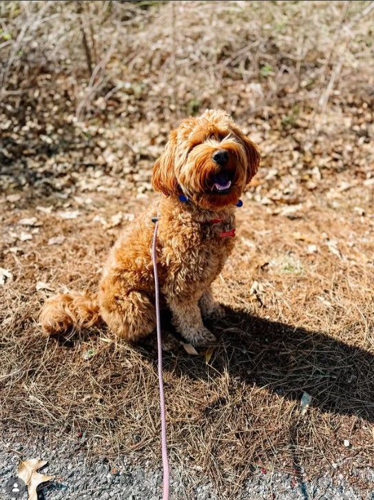 Indoor Puppy Training Tips for Virginia Beach Homes: A Complete Guide for Pet Owners