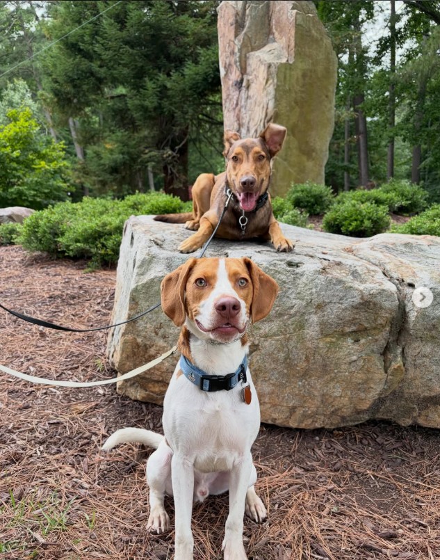 Managing Territorial Aggression in Family Dogs