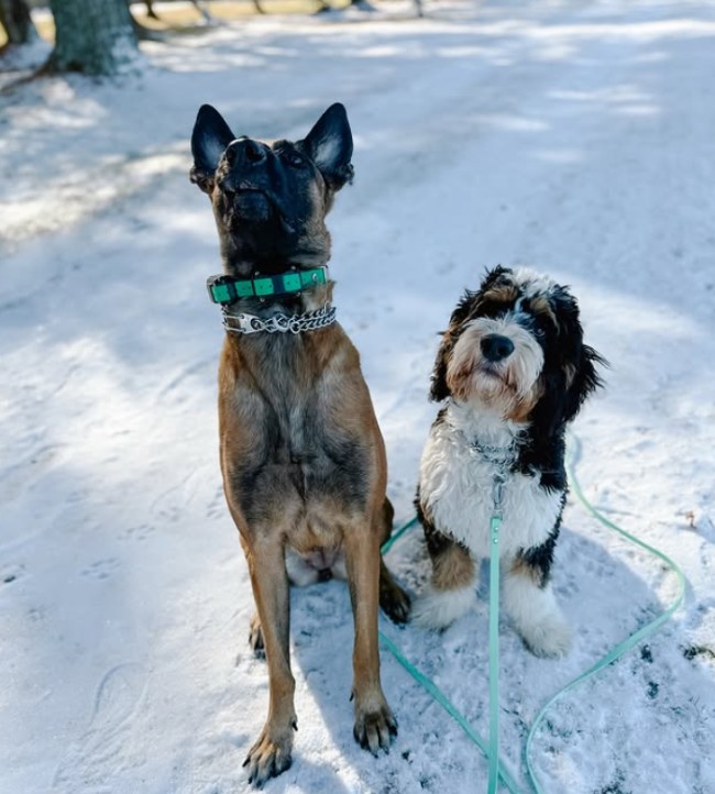 Board & Train in Norfolk, VA: Why Winter Season Is Best for Your Dog’s Training